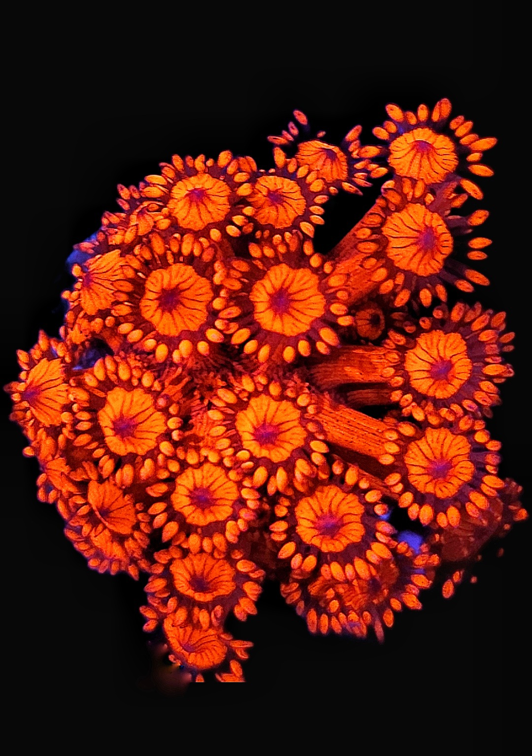 Goniopora Red WYSIWYG