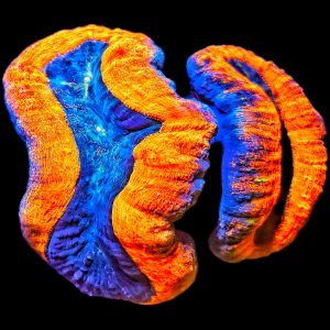 Lobophyllia Corymbosa Orange XL