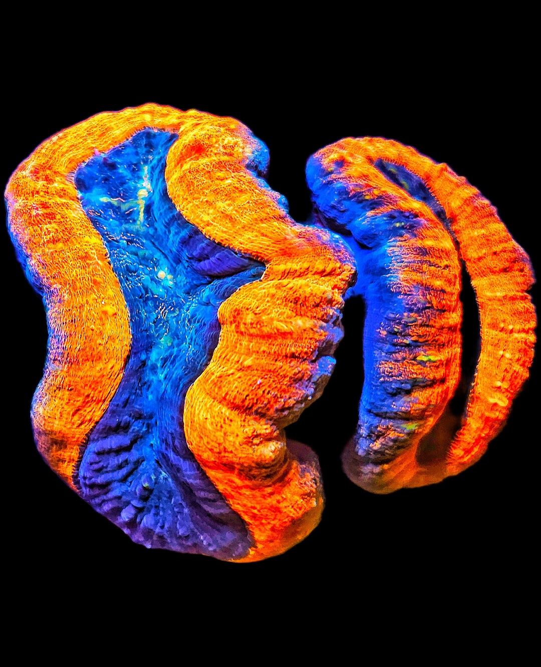 Lobophyllia Corymbosa Orange XL