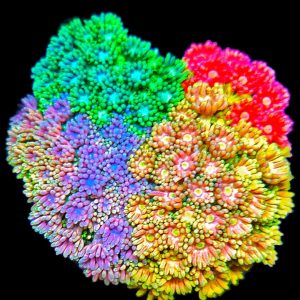 Goniopora Garden WYSIWYG