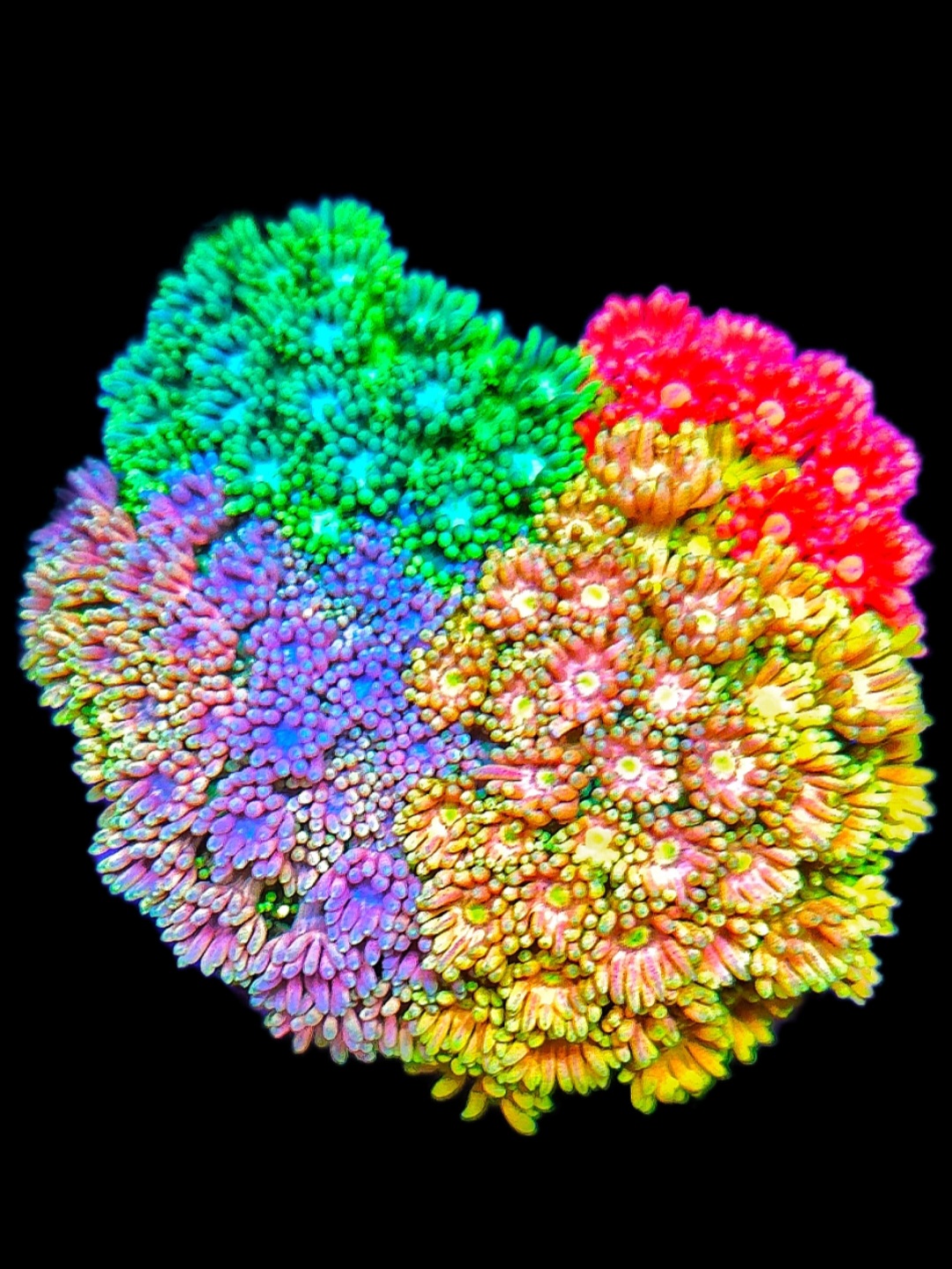 Goniopora Garden WYSIWYG