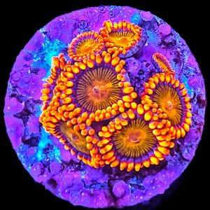 Zoanthus Orange Mandarin WYSIWYG