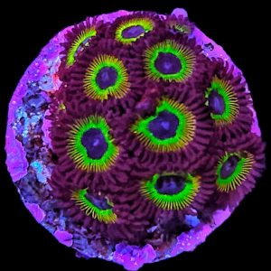 Zoanthus Mean green WYSIWYG