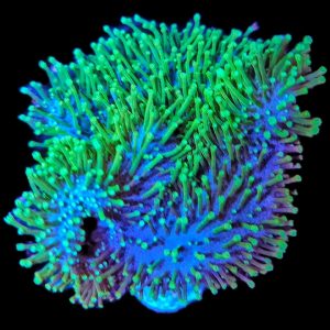 Sacrophyton Ehrenbergi Pilzlederkoralle Grün -m-