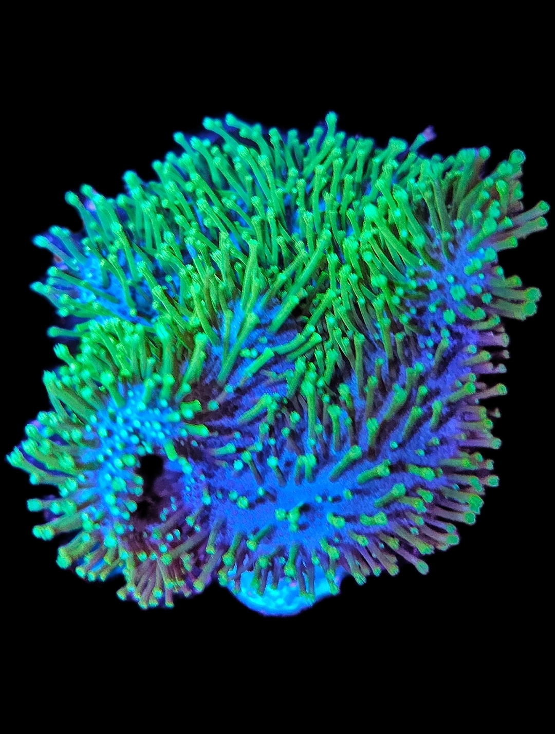 Sacrophyton Ehrenbergi Pilzlederkoralle Grün -m-