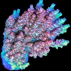 Acropora TK Pink Lady Stock