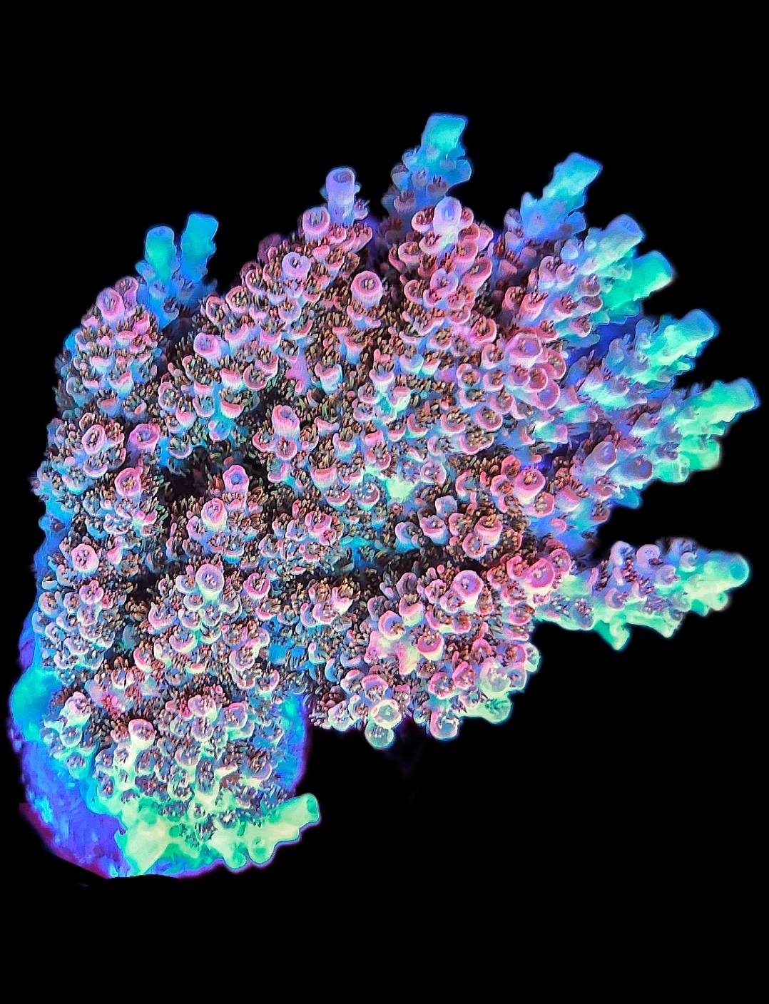 Acropora TK Pink Lady Stock