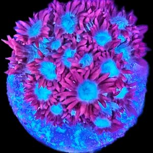 Goniopora Pink WYSIWYG