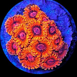 Zoanthus El Corazon WYSIWYG