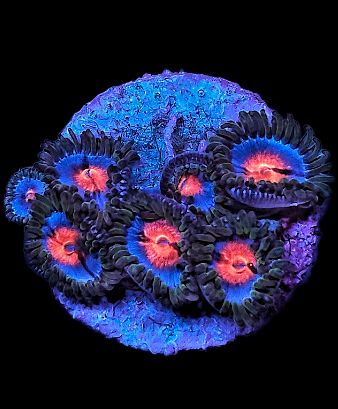 Miami Vice Zoanthus