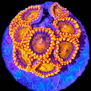 Zoanthus Orange Mandarin WYSIWYG