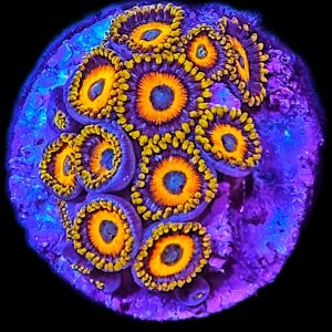 Zoanthus Scrambled Eggs WYSIWYG