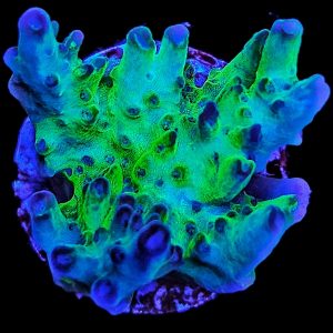 Aussi Table Acropora green / blue WYSIWYG