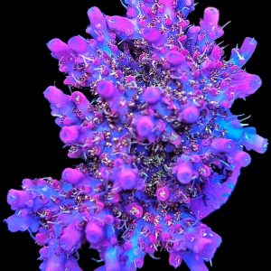 Acropora Vivids Confetti WYSIWYG