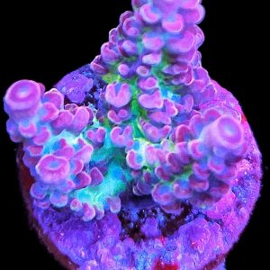 Acropora Rainbow Houdini WYSIWYG