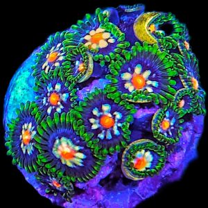 Zoanthus Stargazer WYSIWYG