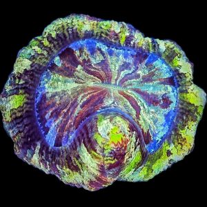 Trachyphyllia geoffroyi Multicolor