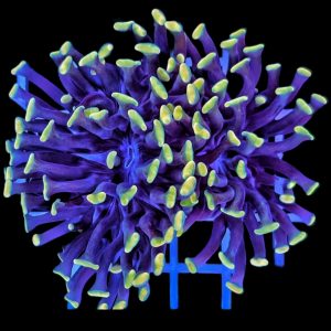 Euphyllia Paraancora Black WYSIWYG