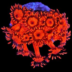 Goniopora Ultra Red WYSIWYG