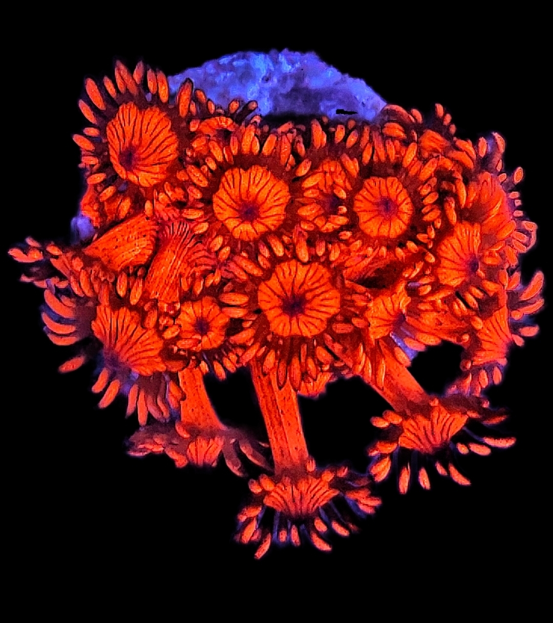 Goniopora Ultra Red WYSIWYG