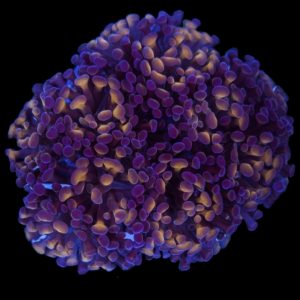 Euphyllia Paraancora WYSIWYG