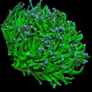 Euphyllia Glabrescens Green -Purple Tips-