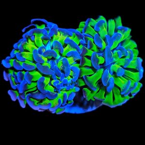 Euphyllia Paraancora 2 Köpfe WYSIWYG