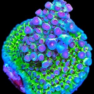 Acropora Hyacinthus WYSIWYG