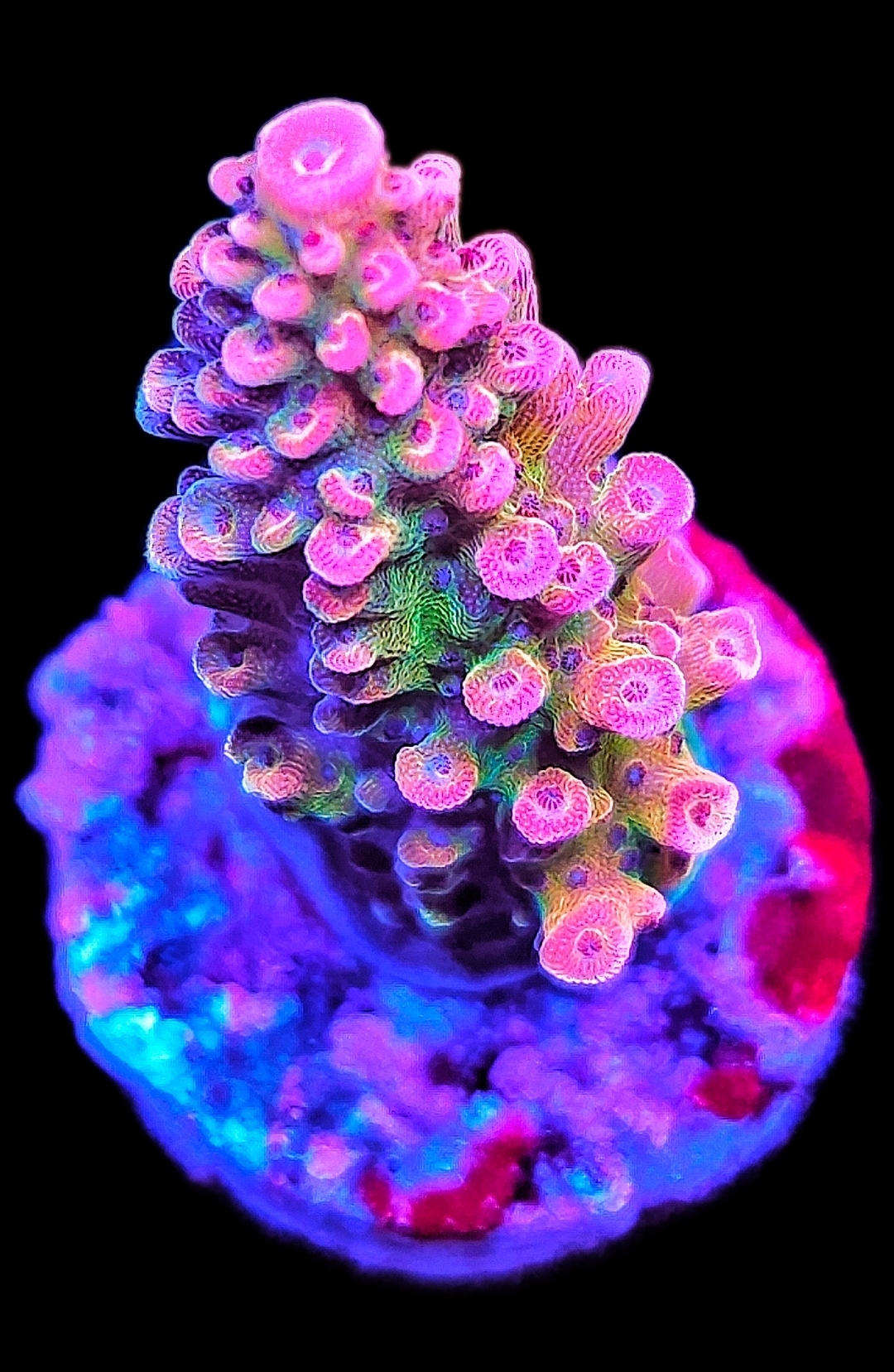 Acropora TK Matzes Dream WYSIWYG