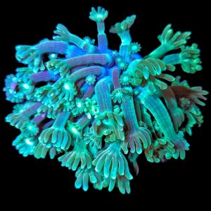 Alveopora green WYSIWYG