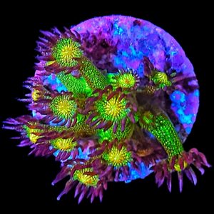 Goniopora Galaxy WYSIWYG