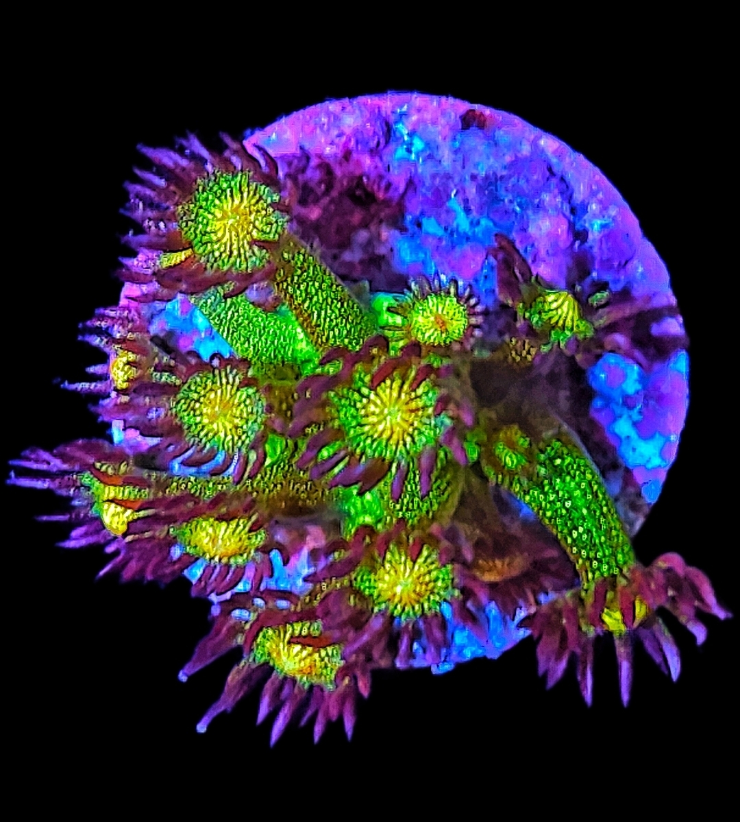 Goniopora Galaxy WYSIWYG