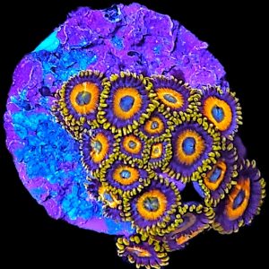 Zoanthus Scrambled Eggs WYSIWYG