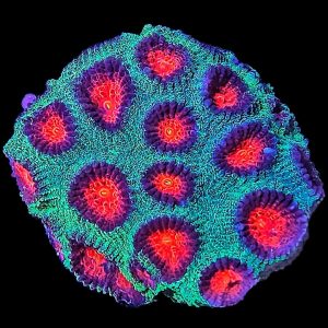 Hirnkoralle Favia Green / Red