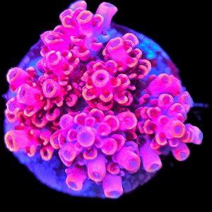 Acropora Hyacinthus Red Devil WYSIWYG 1