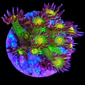 Goniopora Galaxy WYSIWYG