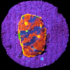 Chalice 'Flaming Bugatti' WYSIWYG