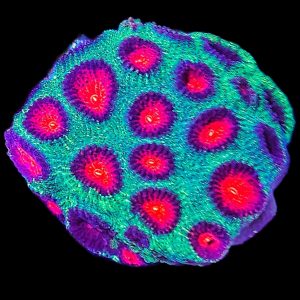 Hirnkoralle Favia Green / Red WYSIWYG