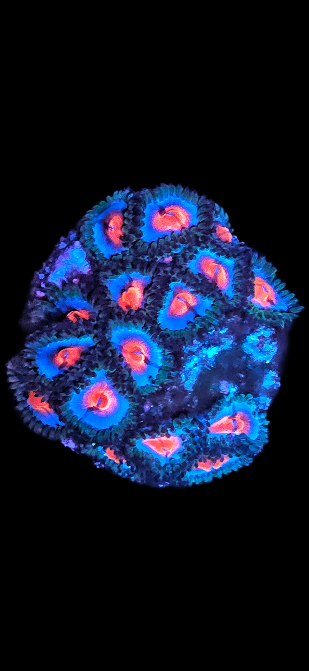 Zoanthus Miami Vice