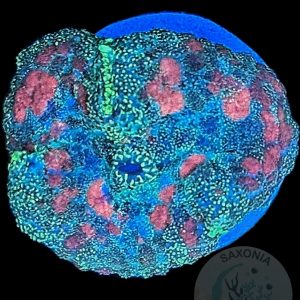 Rhodactis Multicolor Scheibenanemone
