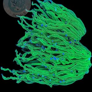 Euphyllia Glabrescens Toxic green