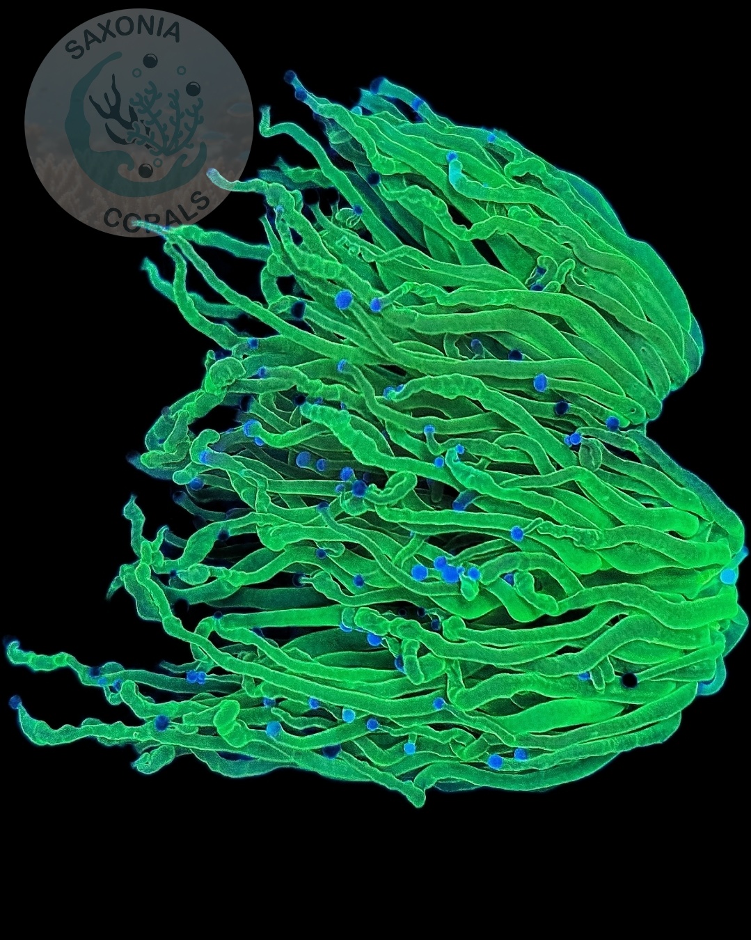 Euphyllia Glabrescens Toxic green