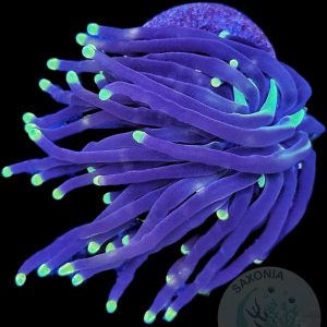 Euphyllia Glabrescens Black