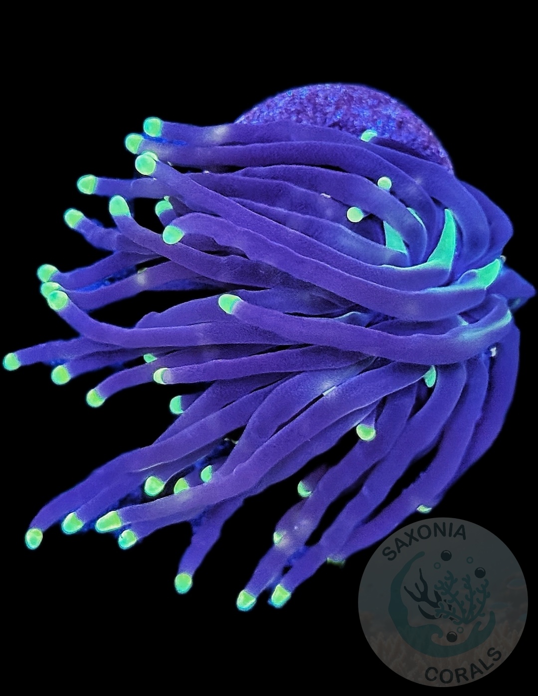 Euphyllia Glabrescens Black