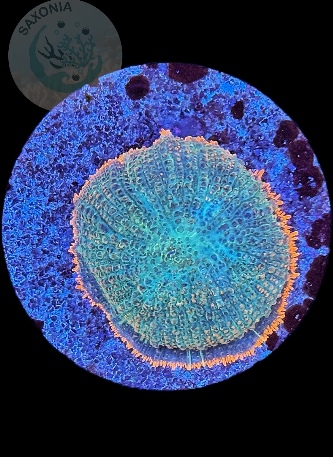 Rhodactis Scheibenanemone