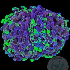 Euphyllia Paraancora Bicolour