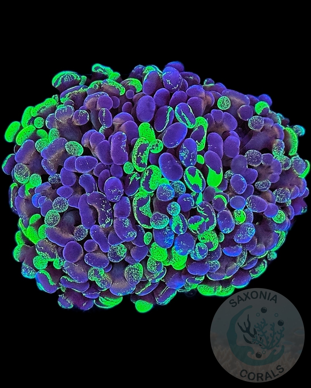 Euphyllia Paraancora Bicolour