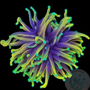 Euphyllia Glabrescens Dragon Soul WYSIWYG