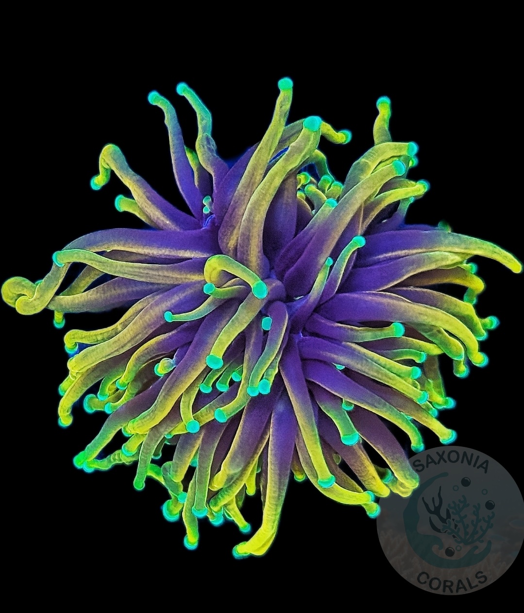 Euphyllia Glabrescens Dragon Soul WYSIWYG