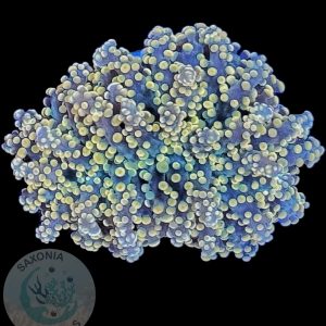 Euphyllia yaeyamaensis